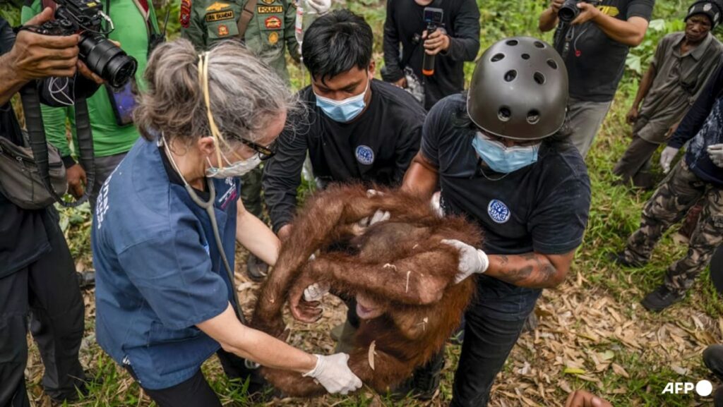 Indonesia rescues six orangutans from fires in a week