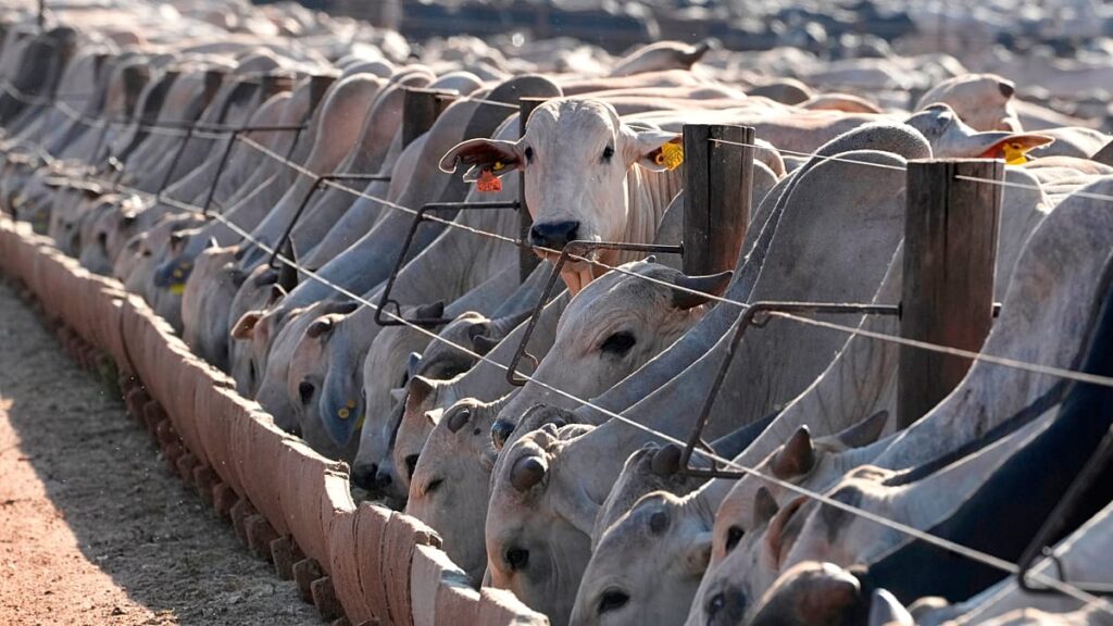 EU suspension of Brazilian meat comes into force, despite negociations