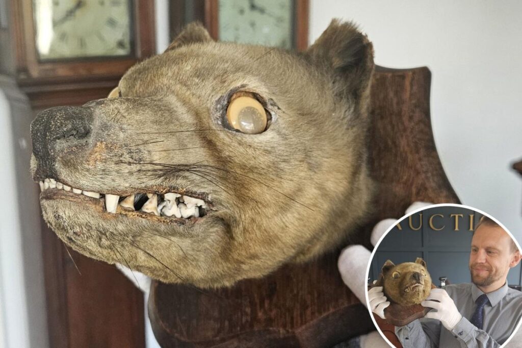 ‘Holy grail’: Antique ‘fox head’ bought at a flea market turns out to be an ancient extinct species valued at $85K
