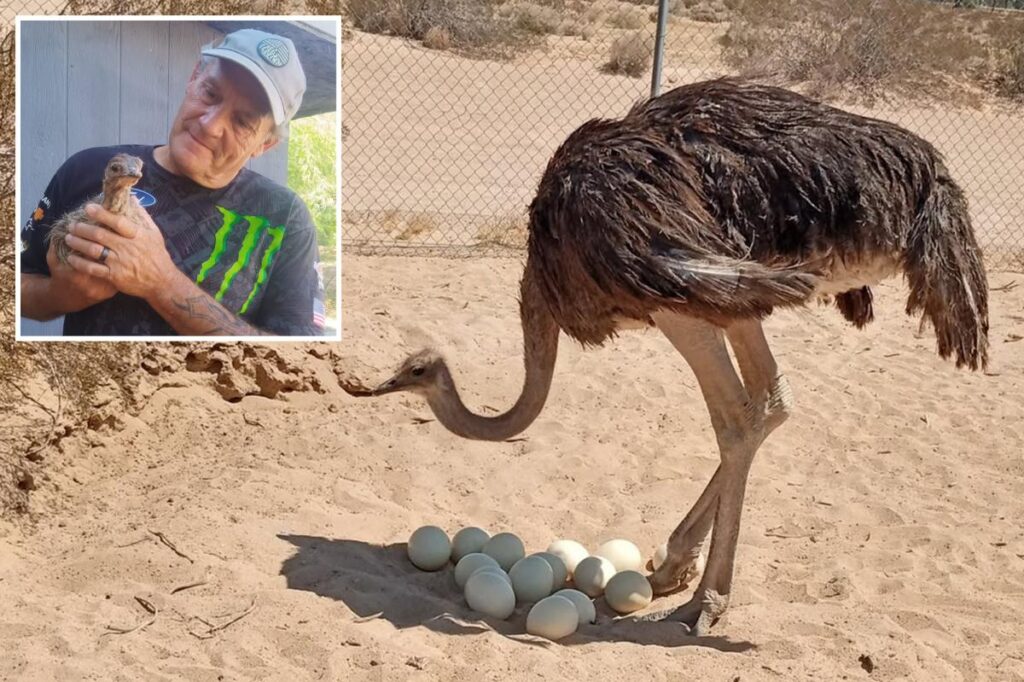 Mysterious ostrich massacre sweeps Mojave Desert as politician’s flock targeted