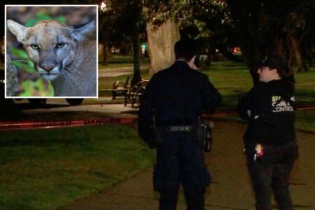 Mountain lion lurks in a tree on busy residential street in San Francisco — as animal control scrambles