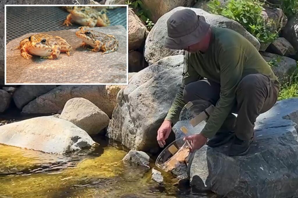 LA Zoo unleashes hundreds of rare frogs into the wild — to rescue SoCal streams