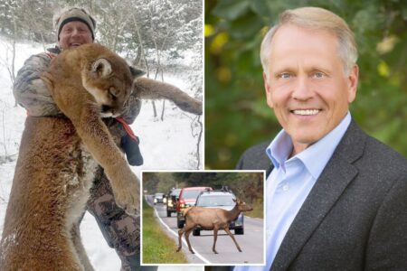 Idaho surgeon dies in freak car crash with elk
