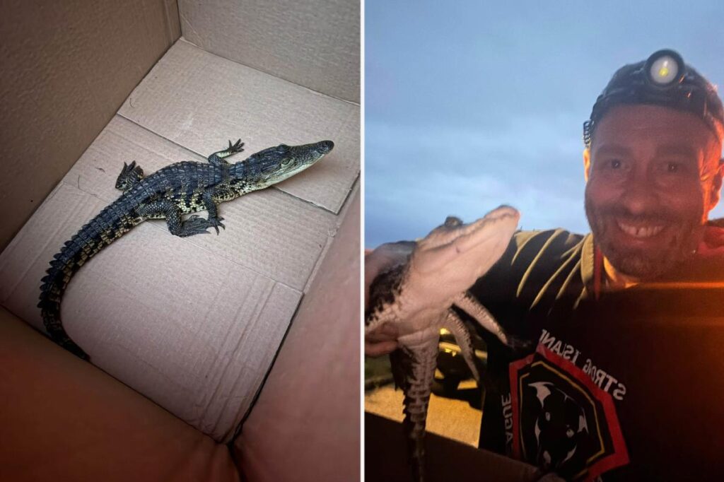 Exclusive | Crocodile found on Long Island nature preserve walking trail, $1K offered for arrest in illegal dumping