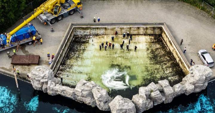 Fourth Marineland whale dies after relocation, third at Shedd Aquarium in Chicago
