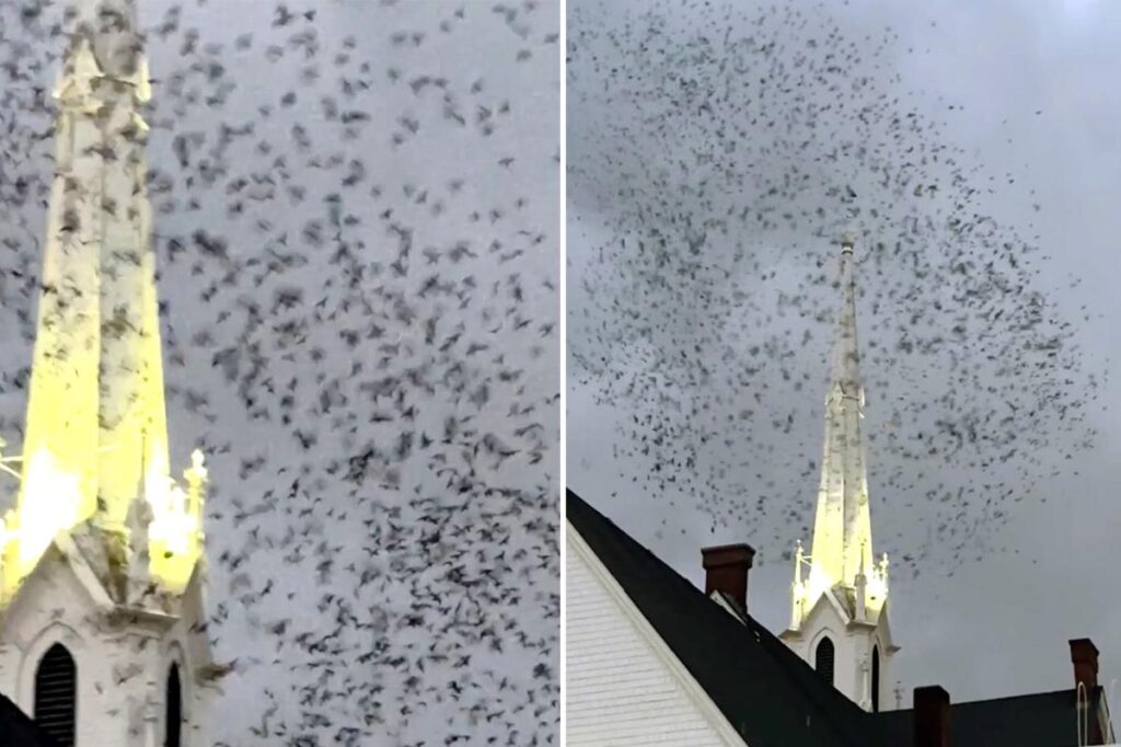 Thousands of birds descend on West Coast church in creepy ‘End of Days’ scene