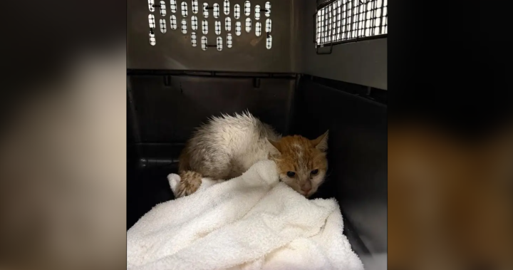 Montreal cat returns home after 2 weeks on loose at Toronto Pearson airport