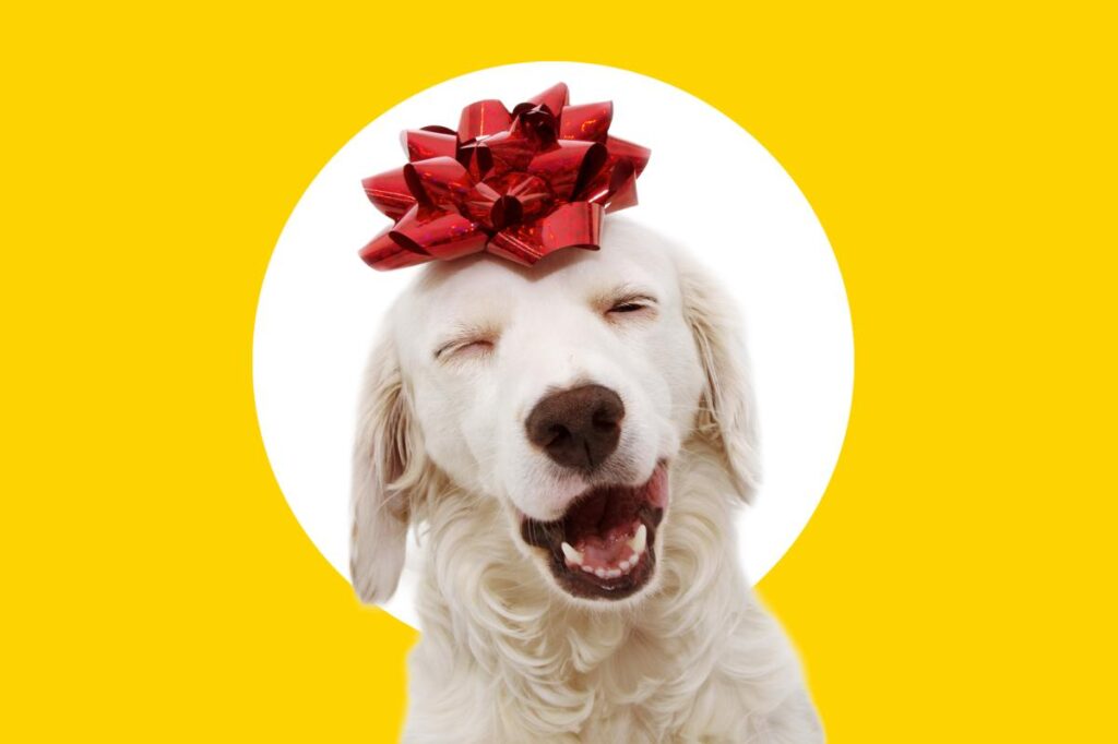 Best gifts for dog lovers: 28 ideas dog parents will adore