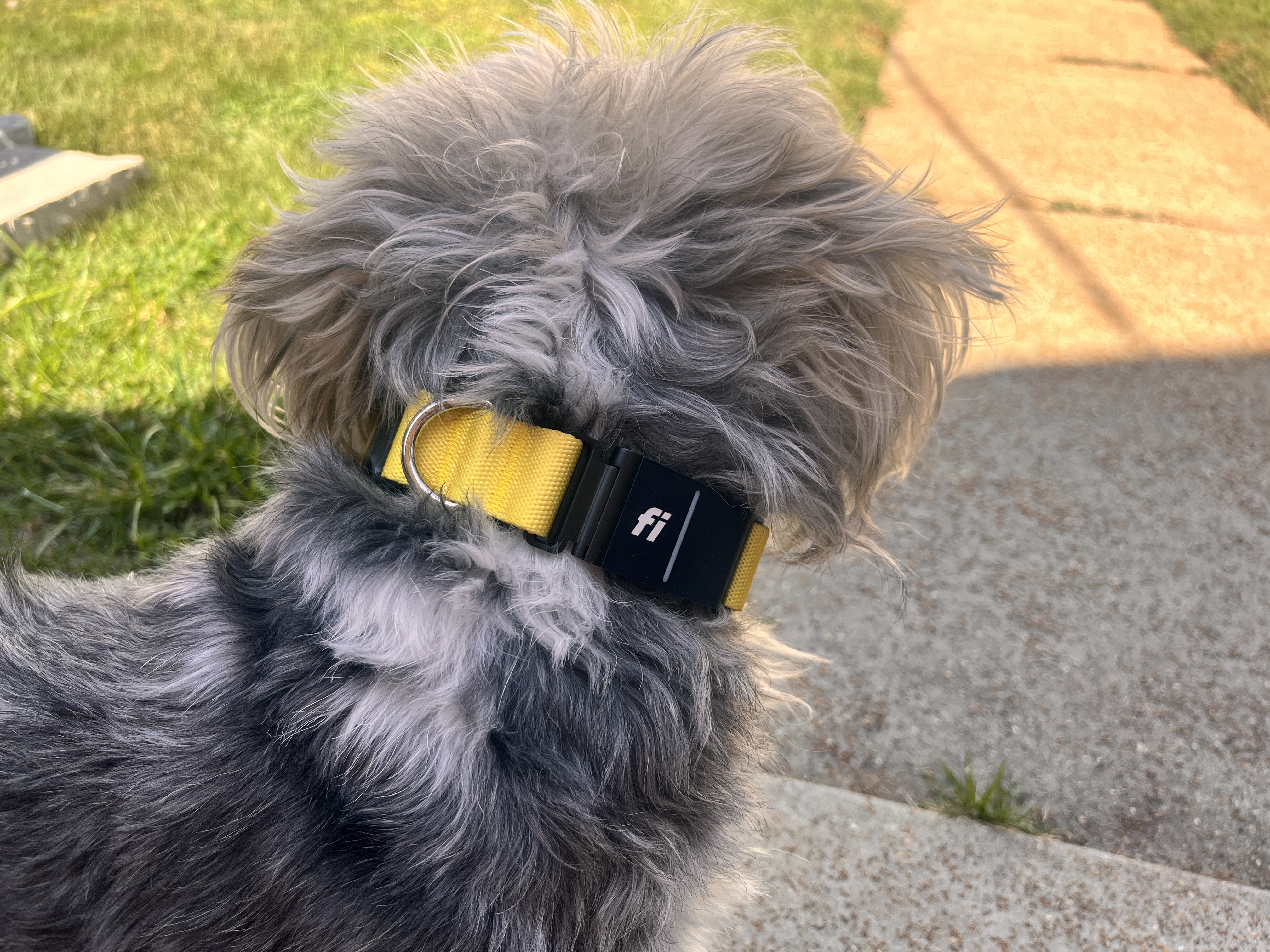 A white and gray dog wearing a yellow collar in a yard