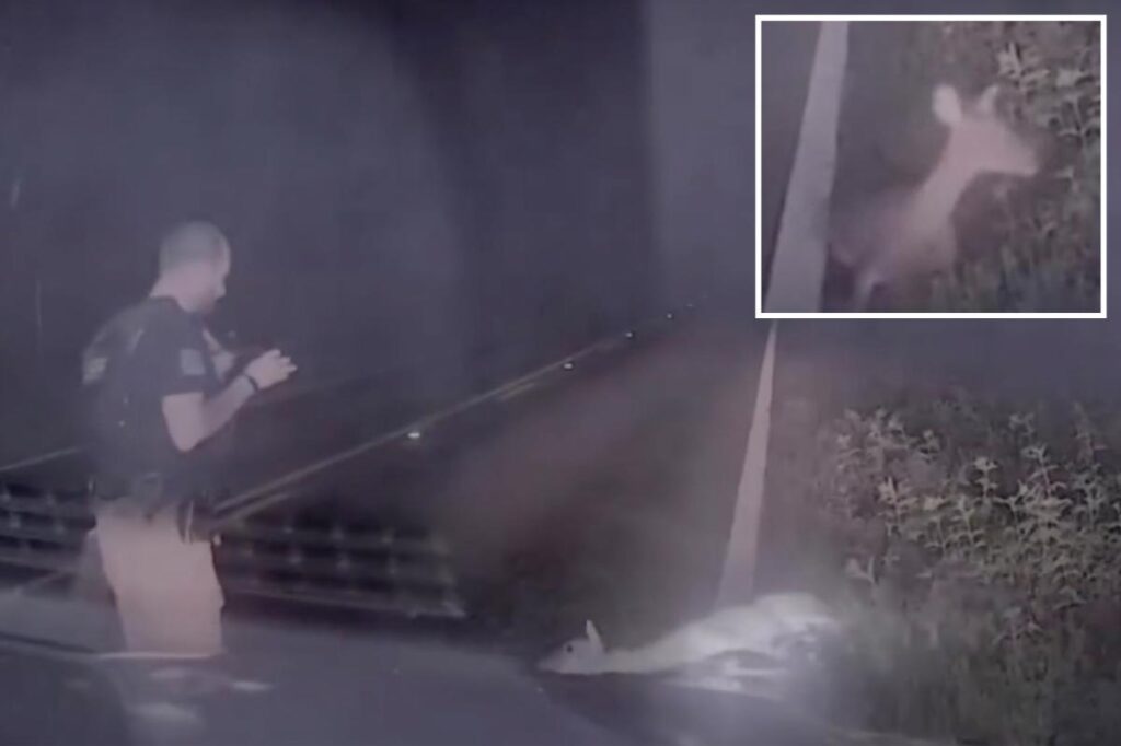 Texas deputy jumps out of his skin, screams as ‘dead’ deer springs back to life in hilarious video
