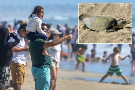Beach battle erupts as classic California event faces closure over green backlash