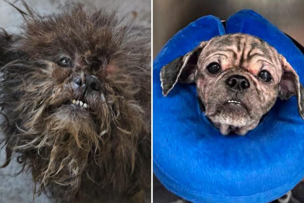 2 abandoned dogs rescued from squalid NYC basement: ‘We don’t know how they survived this long’